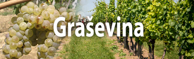 Graševina, najpopularniejsze chorwackie białe wino 